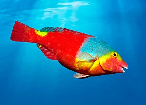 fauna