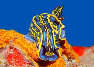 macro