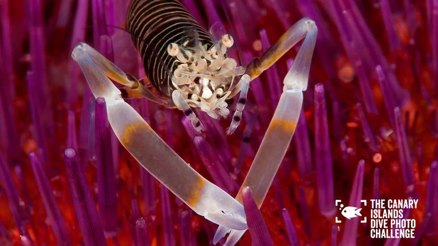 dive-photo-challenge_0004_macro-02