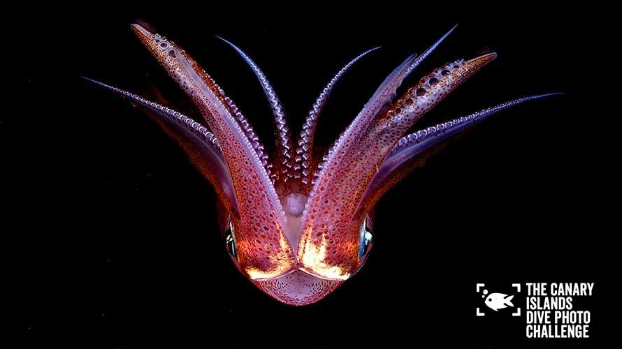 dive-photo-challenge_0009_fauna-01