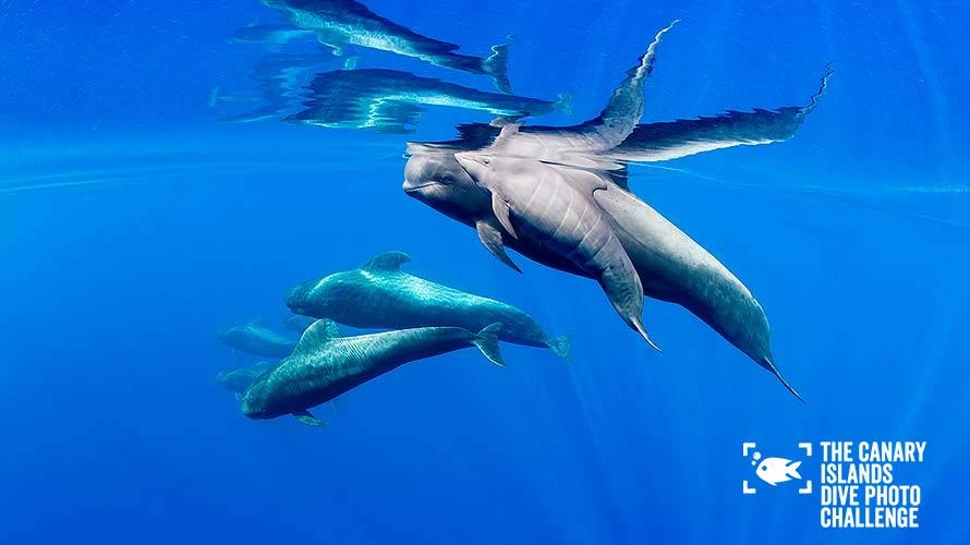 dive-photo-challenge_0011_angular-03