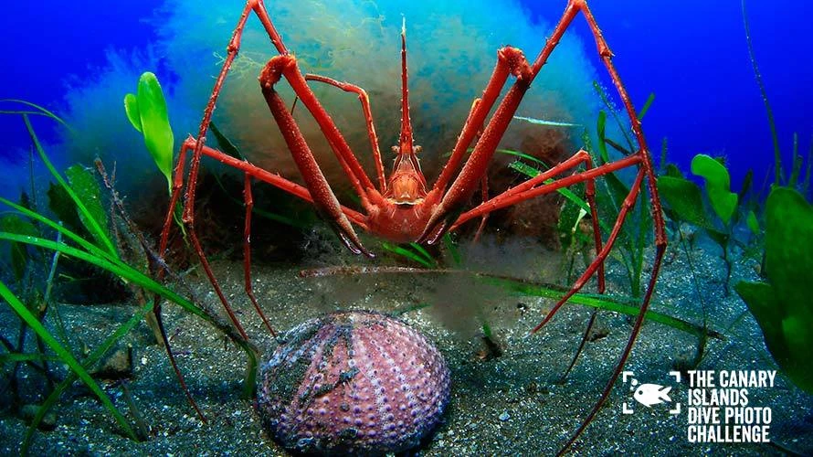 dive-photo-challenge_0013_angular-02